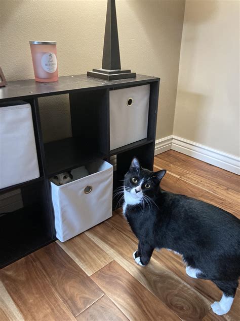 Pic Of Bbc Big Black Cat And Tight Pussy R Tightpussy