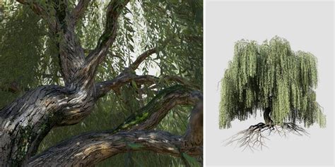 Weeping Willow: Species Pack – SpeedTree