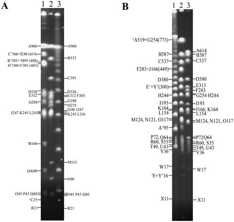 XbaI And AvrII Cleavage Patterns Of S Gallinarum Strains 287 91 And