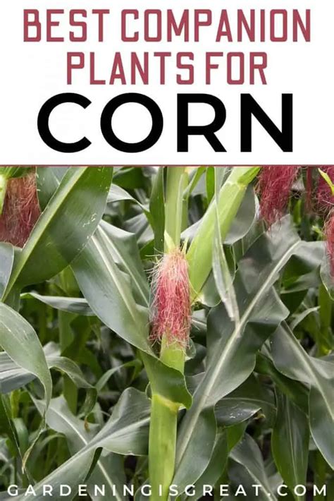 11 Of The Best Companion Plants For Corn Gardening Is Great