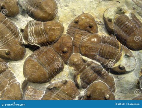 Marine Fossils stock photo. Image of marine, eyes, fossil - 505634