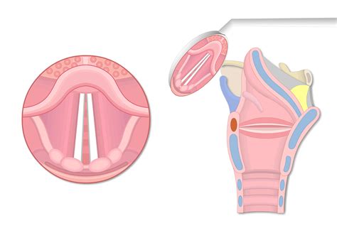 Glottis Anatomy - Anatomical Charts & Posters