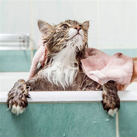 How To Bathe A Cat Step By Step Tips From A Groomer BeChewy