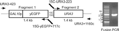 Fusion Pcr Between Gal10 P Yegfp And Ura3 Transformation Marker Gene Download Scientific