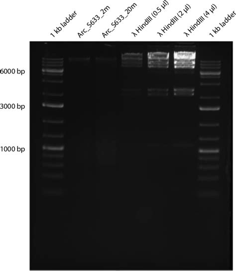 An Aquatic Microbial Metaproteomics Workflow: From Cells to Tryptic ... 