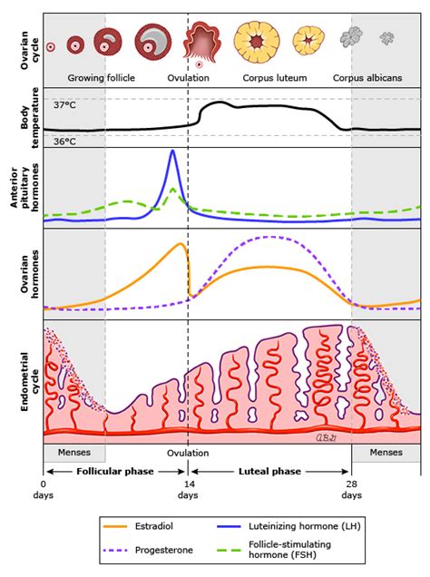 Sistema Endocrino Ciclo Menstrual Dinami Verloop Io