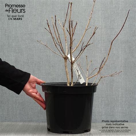 Cotinus Coggygria Golden Lady Arbre Perruque Couleurs Changeantes