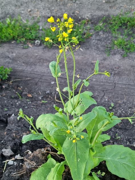 Field Mustard Lacamas Prairie Non Native Species INaturalist