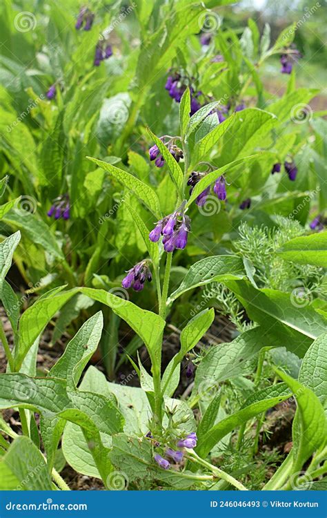 Flowering Comfrey Is A Medicinal Plant Stock Image Image Of Bright