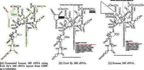 Visualization Of Human 18s Rrna With Traveler A Shows The Target