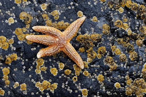 Seestern Naturfotografie G M Dahmen Bilder Fotos