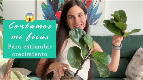 Poda De Ficus Lyrata Estimula Crecimiento Y Nuevas Ramas