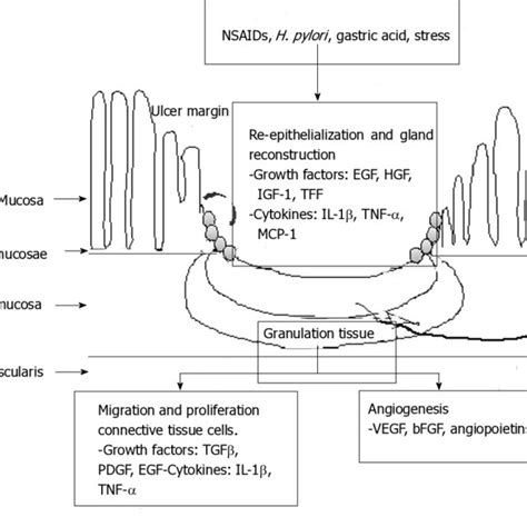 Schematic Representation Of Intracellular Pathway On Ulcer Healing