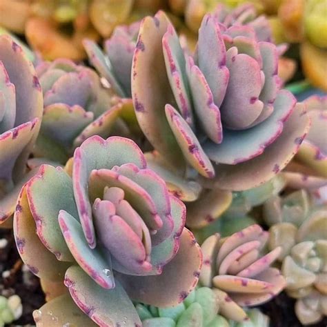 Kalanchoe Fedtschenkoi Care How To Grow Lavender Scallops