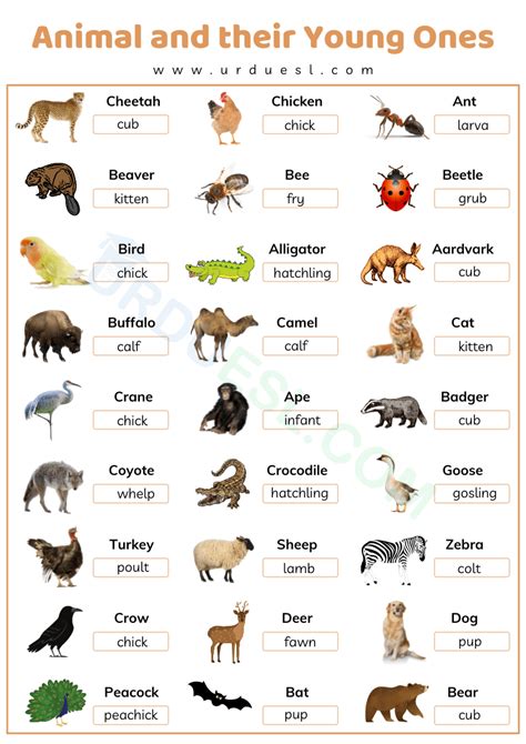 Animals And Their Young Ones With Name Chart Pdf And Worksheet