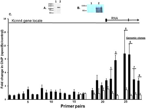 Characterization Of Anti Mineralocorticoid Receptor Antibody Sc 11412