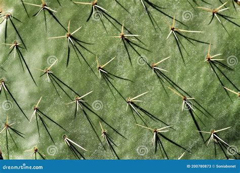 Textura De Cactus De Opuntia Ficus Indica Imagen De Archivo Imagen De