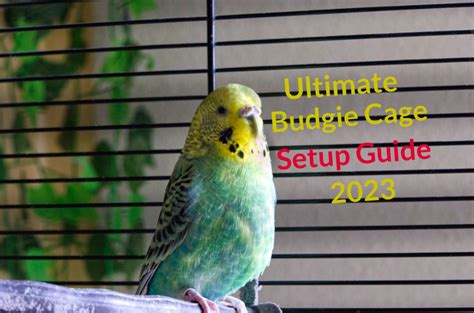 How To Easily Setup An Epic Budgie Cage - CaringForFeathers