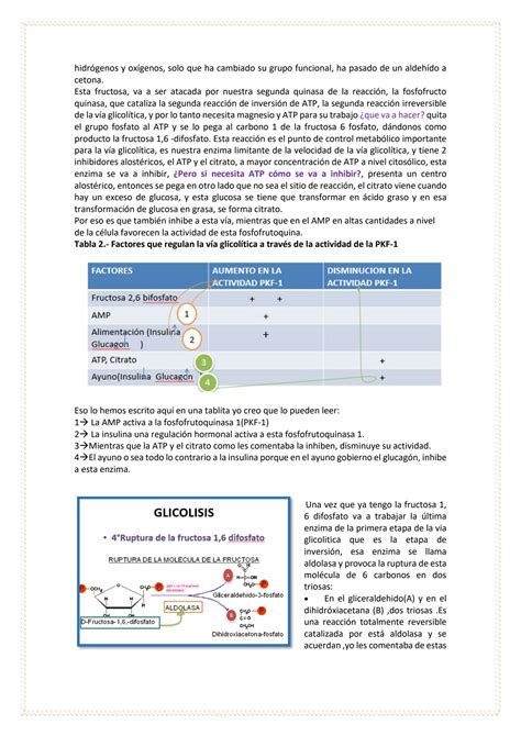 Solution B Metabolismo De Carbohidratos Studypool