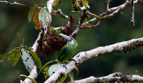 Tour a la Selva del Manu 4 Días 3 Noches Terra Quechua Peru