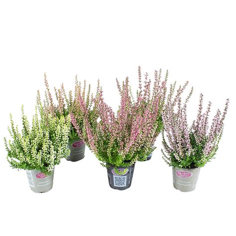 Knospenblüher Heide Gardengirls Farbauswahl Topf Ø ca 6 cm Calluna