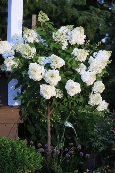 Lime Hydrangea Tree Ubicaciondepersonascdmxgobmx