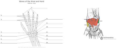 Wrist Hand Finger Diagram Quizlet