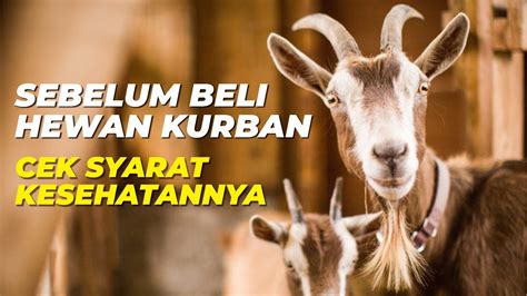 Dilarang Jual Beli Hewan Kurban Jika Syarat Layak Dan Kesehatan Hewan