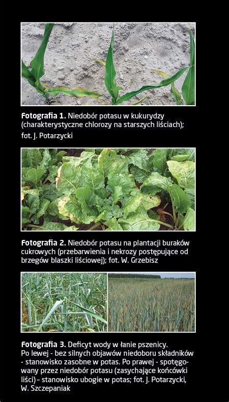 Potas wszechstronny składnik mineralny