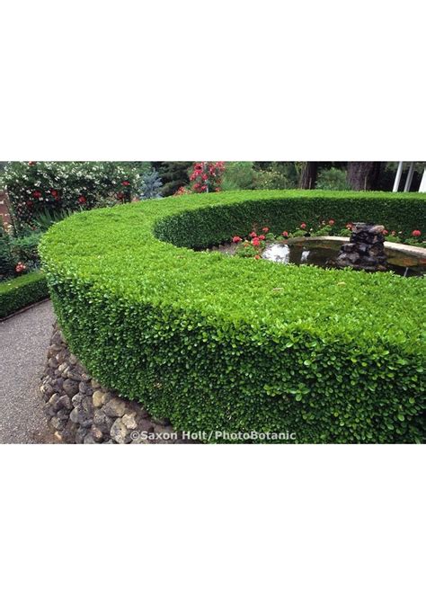 Şimşir Fidanı Buxus Sempervirens Rotundifolia 10 Adet Fiyatları ve