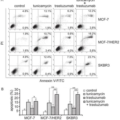 Effects Of Tunicamycin And Trastuzumab Treatment On Apoptosis In Breast