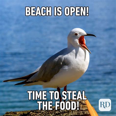 25 Funny Summer Memes We Can All Relate To Readers Digest