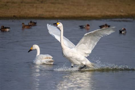 Bewick's Swan | Bewick's Swans - Cygnus columbianus bewickii, Slimbridge WWT, February 2019 ...