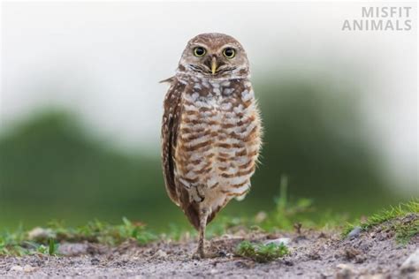 Spotted Owl Facts, Identification, Size, Habitat & More