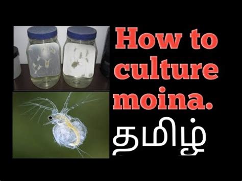 How To Culture Moina In Tamil Youtube