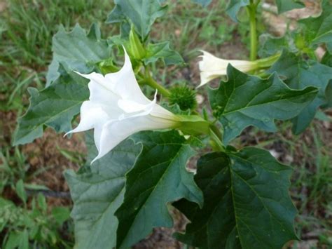 Avvelenamento Da Spinaci Non Era Mandragora Ma Stramonio Pozzuoli