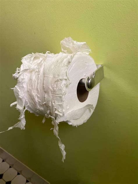 Cat Destroys Toilet Paper Stash The Dodo