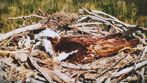 Cors Dyfi Flickr