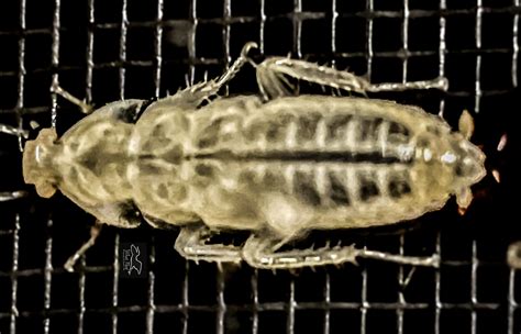 Another Unusual Florida Curiosity: An Albino Palmetto Bug – What Next