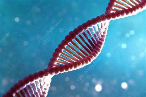 Dna Structure Illustration Stock Image C Science Photo