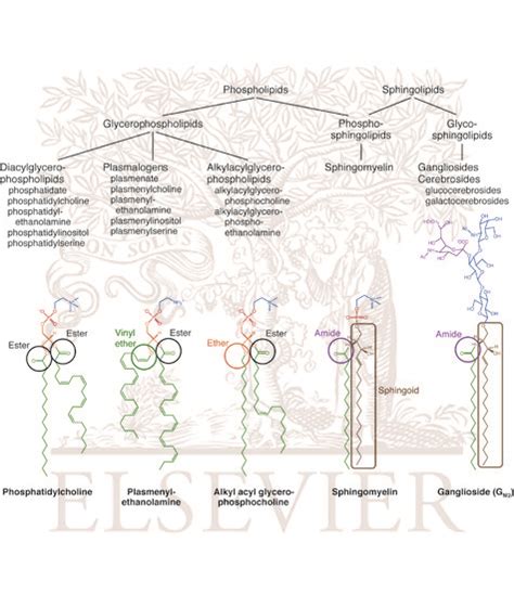 Sphingolipid And Phospholipid