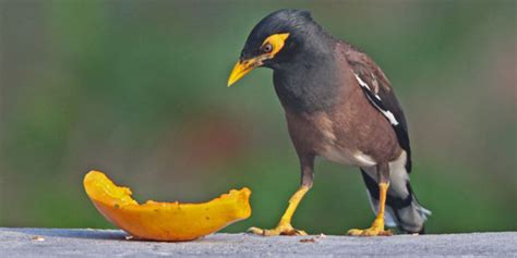 6 Jenis Burung Beo Terbaik yang Suka Dipelihara | PintarPet