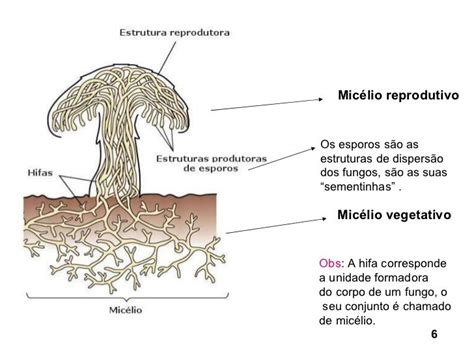 Estrutura Reprodutiva Dos Fungos
