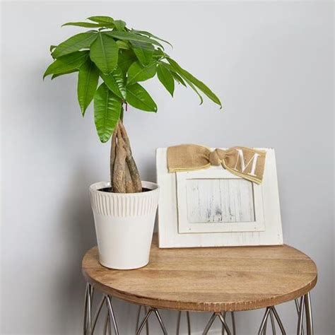 Indoor Plants - The Home Depot | Indoor plants, Succulent garden indoor ...