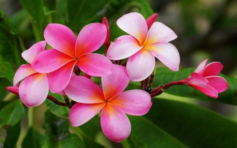 Hawaiian Flower Wallpaper Pictures Wallpaperset