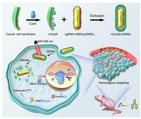 Adv Healthc Mater Adv Healthc Mater A Cancer Cell Membrane