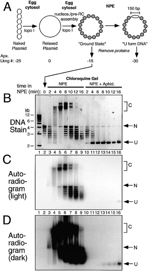 Eukaryotic Cell Reproduction Chromosome Structure Study