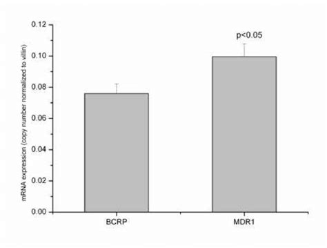 Expression Of Bcrp Abcg Mrna And Mdr Abcb Mrna In Human Duodenum