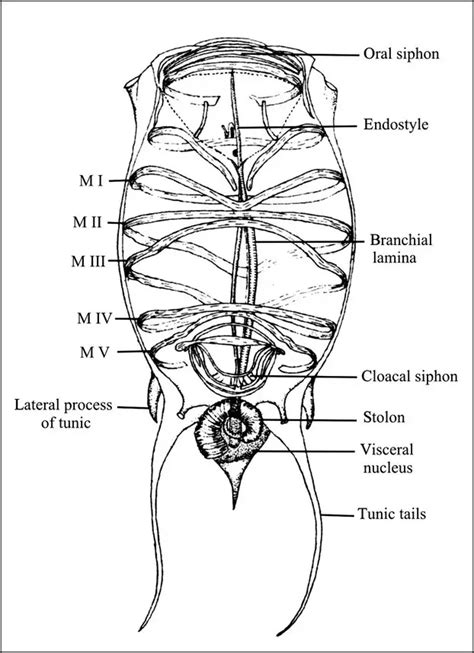 Examples of Subphylum Urochordata (3 Important Diagrams)