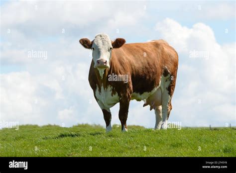 Ayrshire cow hi-res stock photography and images - Alamy